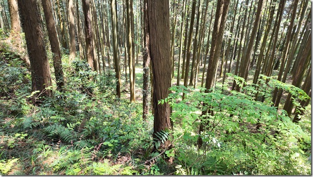 横矢