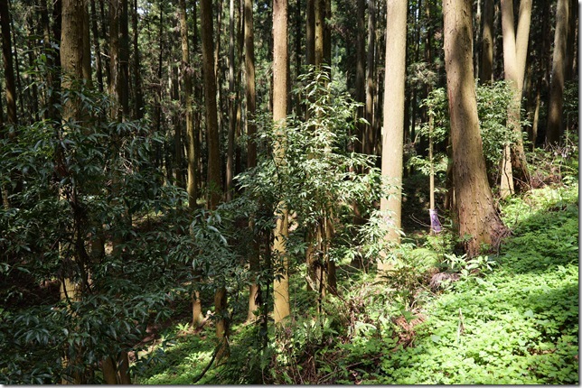 空堀（本丸西側）