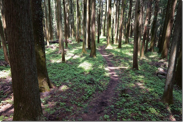 中城