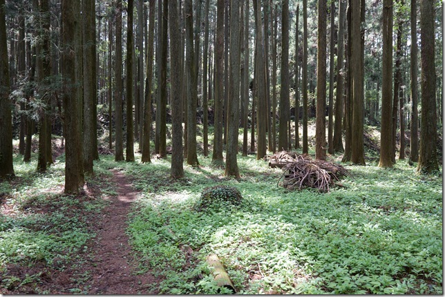 中城