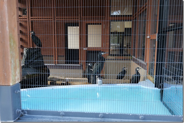 吉香 鵜の里(鵜飼育施設)