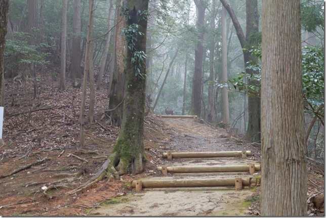 登城道（鹿発見！）