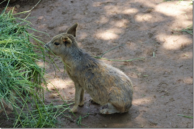 うさぎ