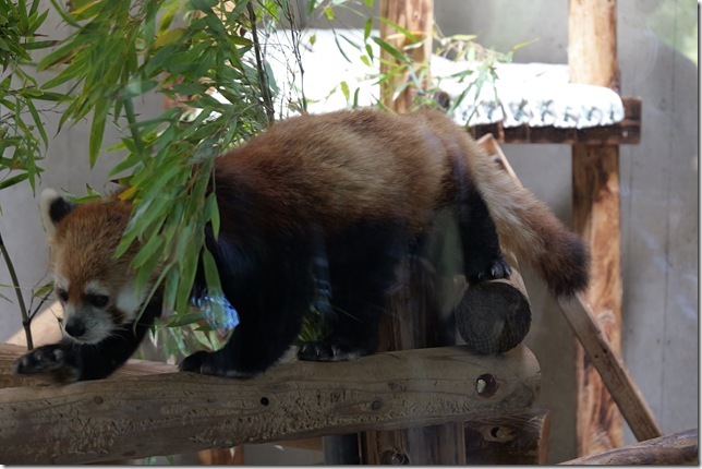 レッサーパンダ