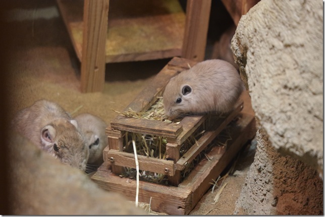 グンディ