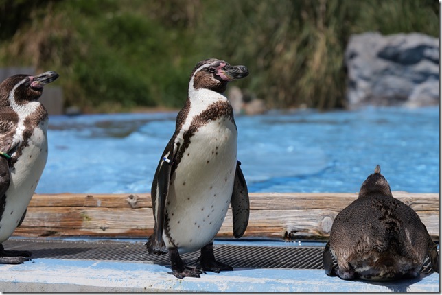 フンボルトペンギン
