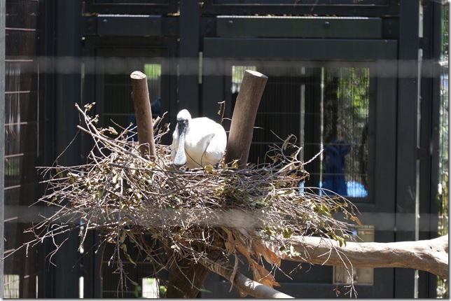クロツラヘラサギ