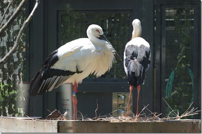 ニホンコウノトリ