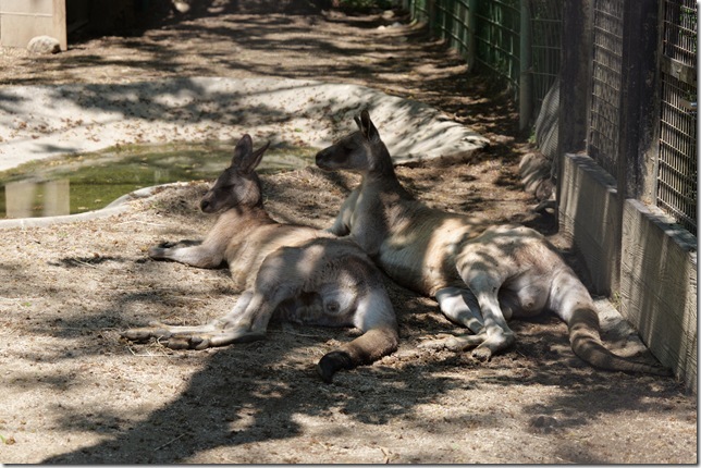 カンガルー