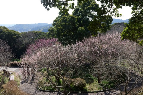 城山公園梅園
