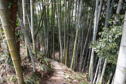 大堀へ降りる階段