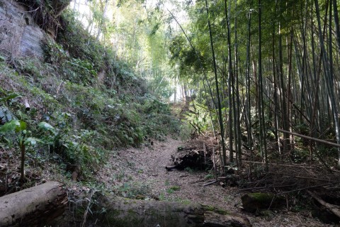 三の曲輪切岸と竹林