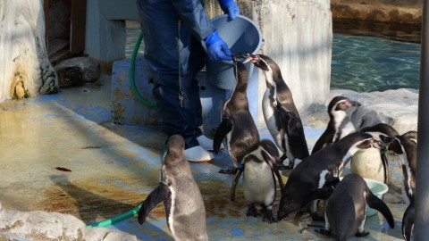 ぺんぎん餌やり