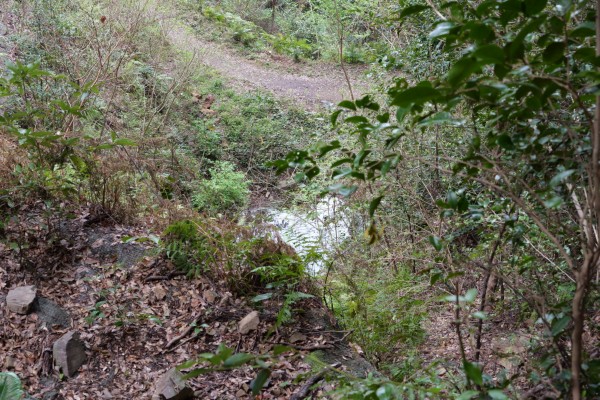 雄池からの雌池