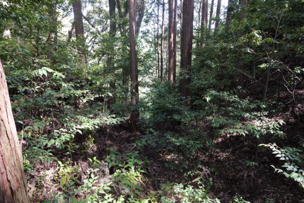 堀切（北曲輪-三の曲輪）：東側竪堀