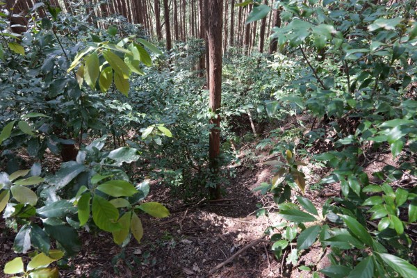 堀切（北曲輪-三の曲輪）：西側