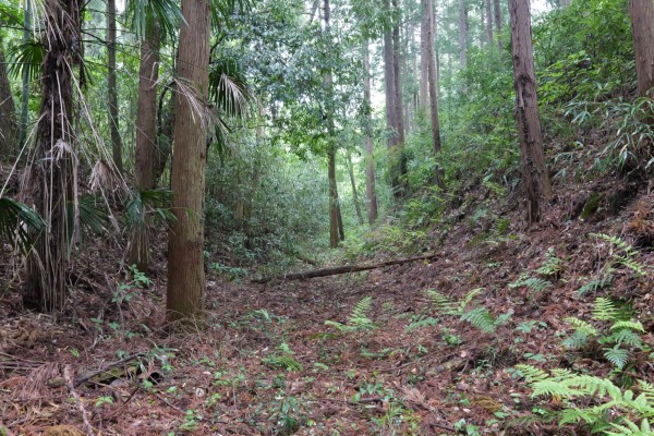 横堀（西の虎口西側）