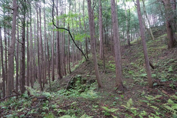北側の竪堀群