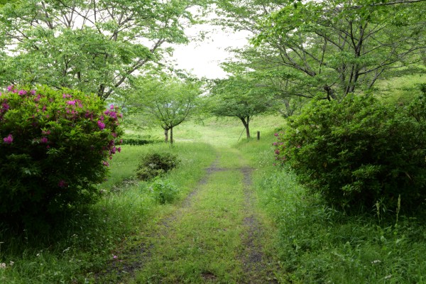 城南桜平