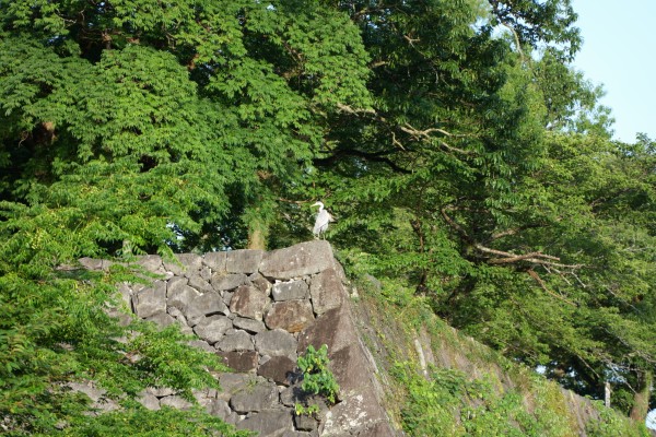三階櫓跡にアオサギ