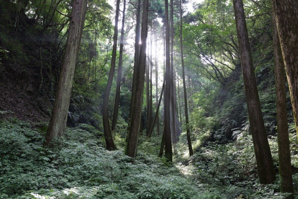 空堀（東ノ栫-今城）