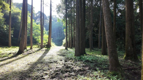 本丸下平場