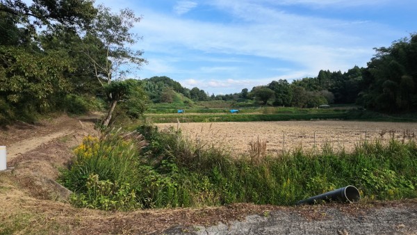 分岐