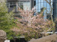 東京は葉桜