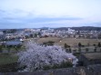 小峰城と桜ライトアップ