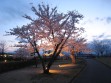 小峰城と桜ライトアップ