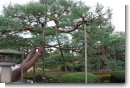 兼六園 唐崎松 兼六園 唐崎松