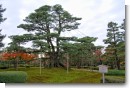 兼六園 根上松 兼六園 根上松