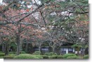 兼六園 冬桜 兼六園 冬桜