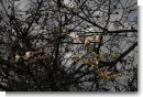 兼六園 冬桜 兼六園 冬桜